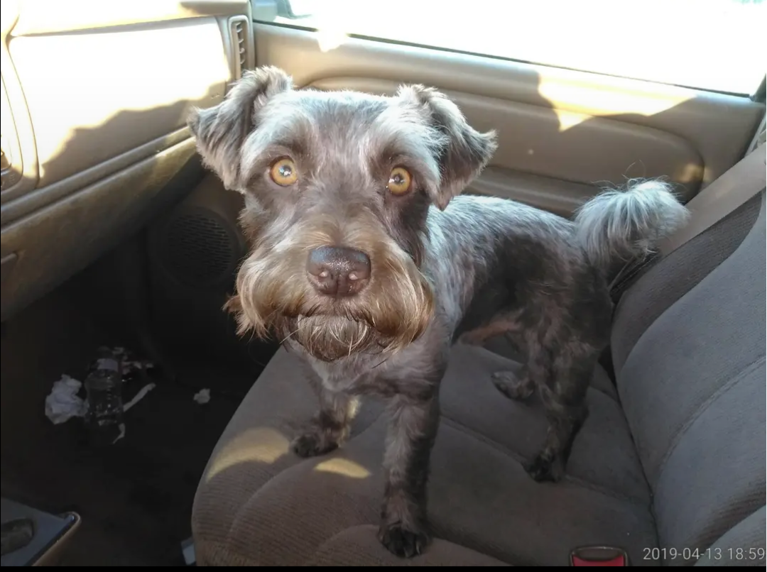 Dog photo