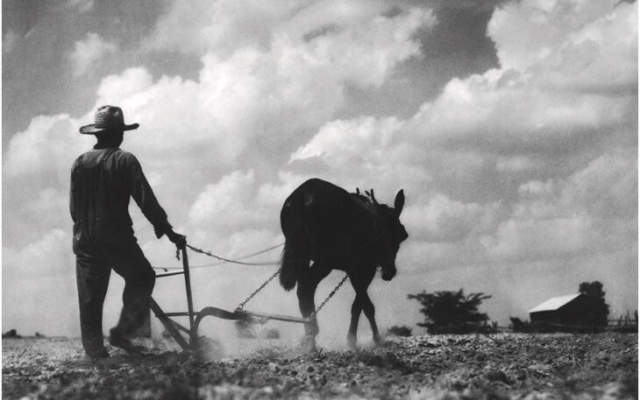 farmer and mule photo