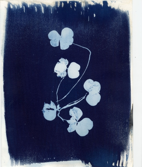 An example of a botanical cyanotype